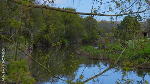Calm River Water Seen Behind Lush Green Tree Branches