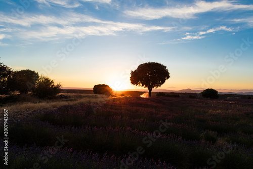 Sunset over a lavender field with a silhouetted tree and partly cloudy sky.