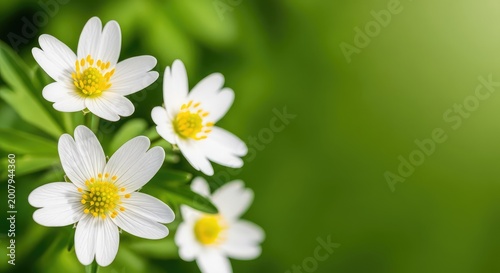 Close-up of delicate white wildflowers blooming in a lush green meadow, captured with a soft blur and dreamy lighting for a peaceful mood, background, purity, romantic