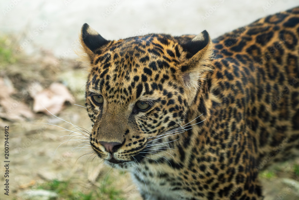 Fototapeta premium Close-up portrait of a leopard, showcasing its distinctive spotted fur and intense gaze. The wild cat is captured in a natural setting with a shallow depth of field