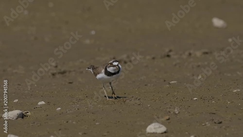 Little Ringed Plover (Charadrius dubius) foraging on a muddy riverbank