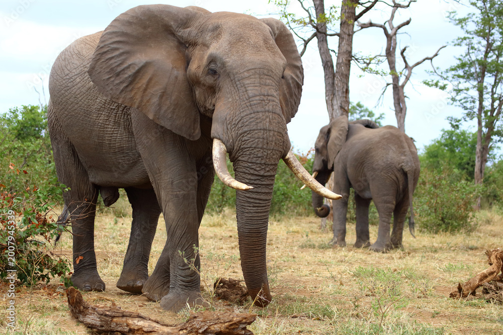 Fototapeta premium Afrikanischer Elefant / African elephant / Loxodonta africana