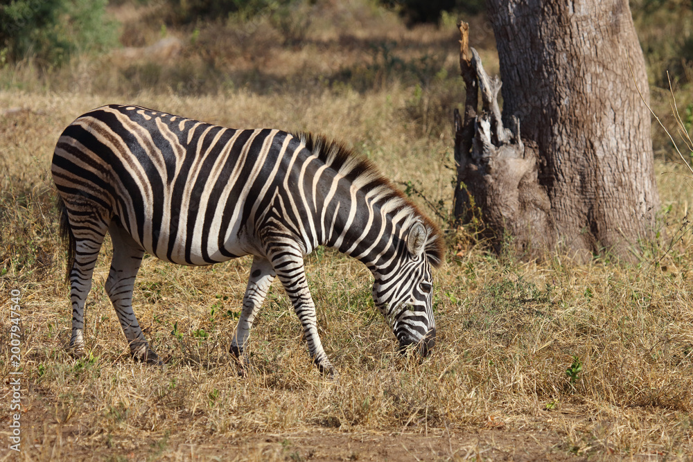 Obraz premium Steppenzebra / Burchell's zebra / Equus quagga burchellii