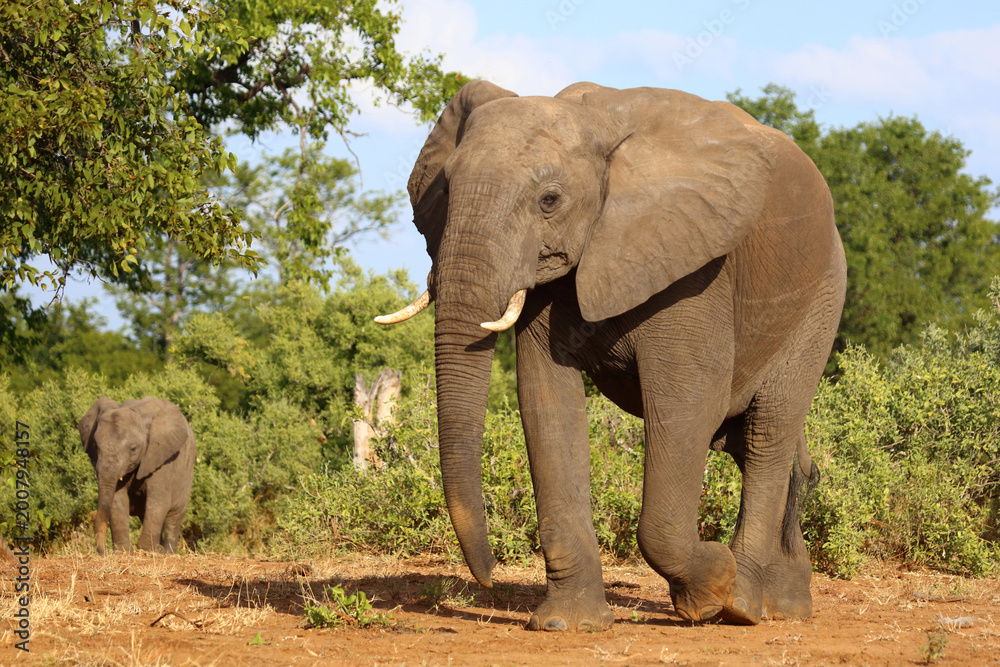Fototapeta premium Afrikanischer Elefant / African elephant / Loxodonta africana
