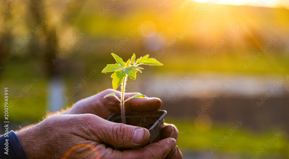 Obraz premium hands holding tomato seedling at sunset