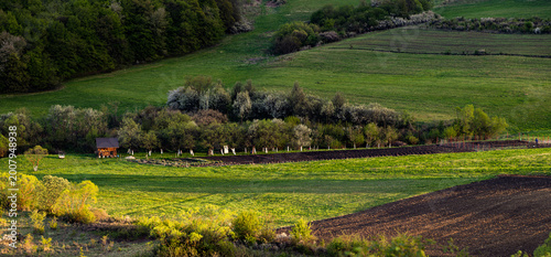 Foto bright green landscape in early summer