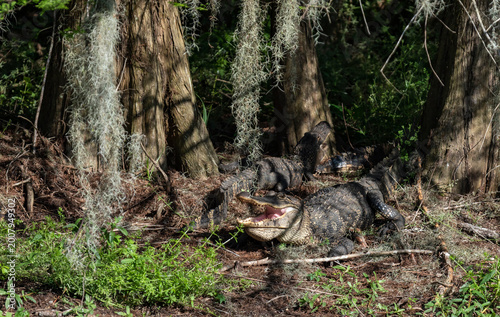 Φωτογραφία Two American Alligators Resting with Open Jaws Under Spanish Moss Cypress Trees,