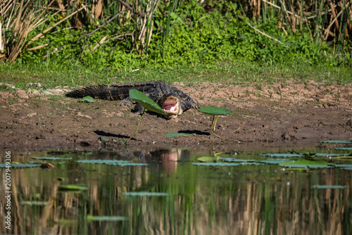 Obraz na płótnie American Alligator Basking with Open Jaws and Lily Pad on Snout, Brazos Bend Sta