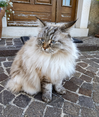 Εκτύπωση καμβά Beautiful fluffy cat of the Neva Masquerade breed