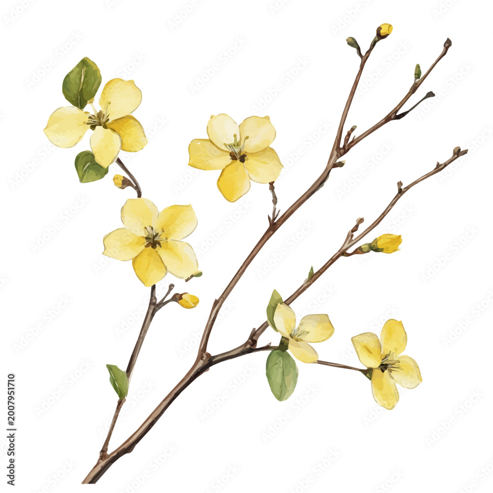 Naklejka premium Winter Jasmine Branch, high quality watercolor illustration with transparent textures, isolated on a white background.