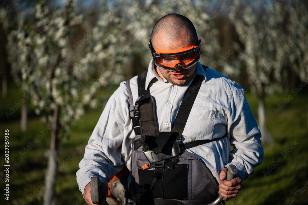 Fototapeta premium Gardener cutting grass in a blossoming orchard