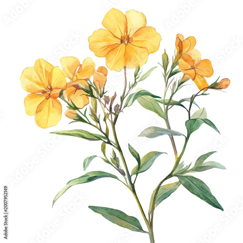 Tableau sur toile watercolor of Wallflower Branch graphic, isolated on a white background
