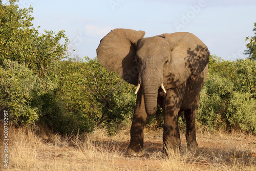 Canvas Print Afrikanischer Elefant / African elephant / Loxodonta africana