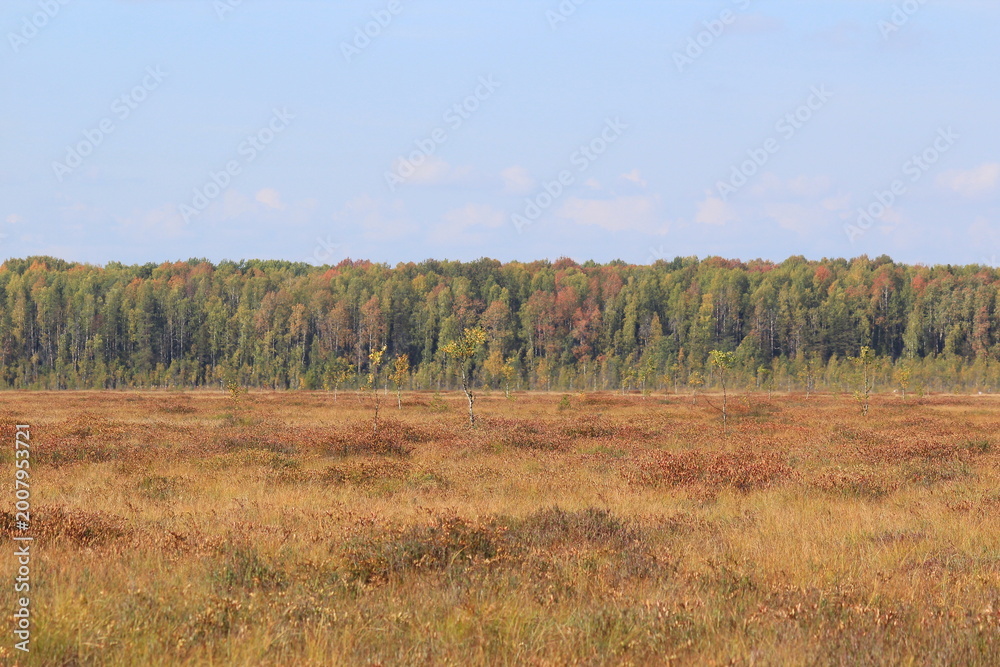Fototapeta premium a swamp in the forest on a sunny day in early autumn