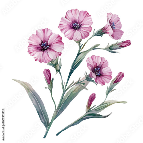 Quadro su tela watercolor graphic of Sweet William Branch, isolated on a white background
