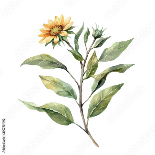 Foto Sunflower Branch, high quality watercolor illustration with transparent textures, isolated on a white background