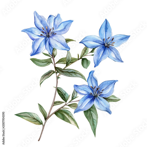 Photos Starflower Branch, charming watercolor vector with soft tones and graceful design, isolated on a white background