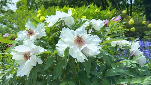 Blooming tree peony (Paeonia suffruticosa) with large pink flowers in traditional Chinese garden architecture background
