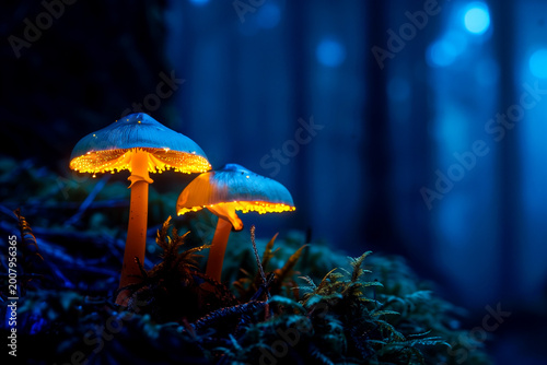 Glowing bioluminescent mushrooms in dark forest with copy space, magical fungi night scene