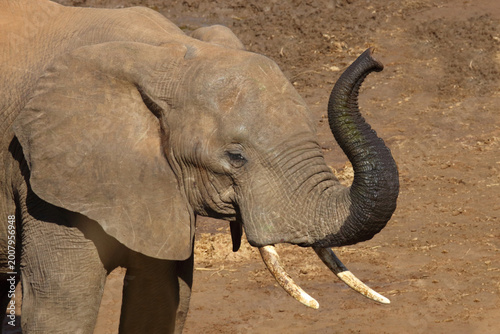 Photography Afrikanischer Elefant / African elephant / Loxodonta africana