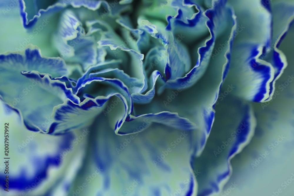 Fototapeta premium Smoke Close-up selective soft focus cream blue, green carnation Flower bud, Petals. Natural art blur macro turquoise.background.
