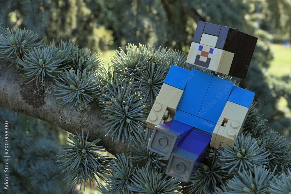 Obraz premium Minecraft action figure of main character Steve sitting on a spring branch of coniferous tree Atlas Cedar, latin name Cedrus Atlantica, hidden in shadow of other branches. 