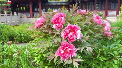 Blooming tree peony (Paeonia suffruticosa) with large pink flowers in traditional Chinese garden architecture background