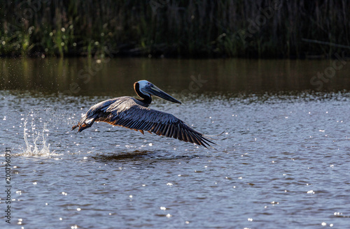 Φωτογραφία Pelican taking off from the water