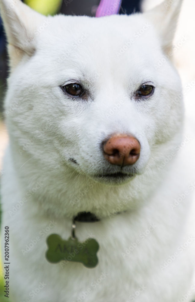 Fototapeta premium shiba inu portrait in the park