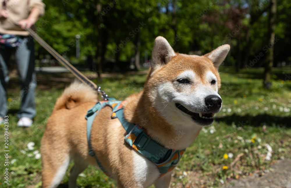 Fototapeta premium shiba inu portrait in the park