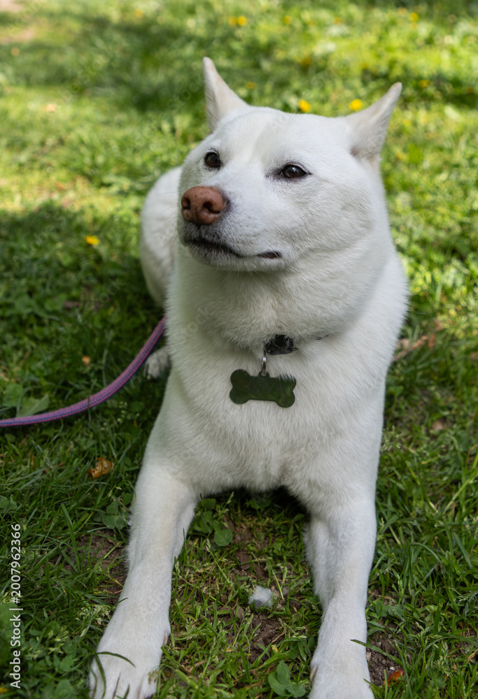 Fototapeta premium shiba inu portrait in the park
