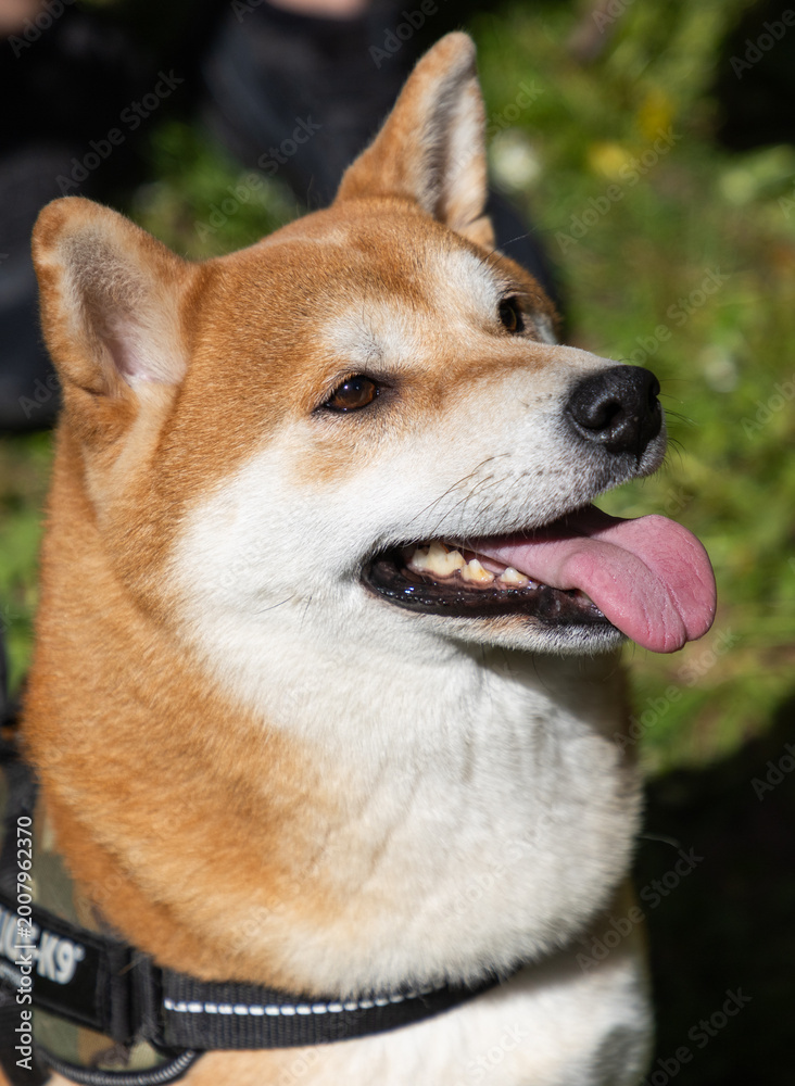 Fototapeta premium shiba inu portrait in the park