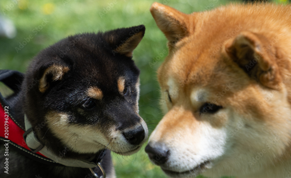 Fototapeta premium shiba inu portrait in the park