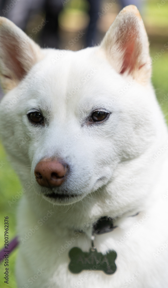 Fototapeta premium shiba inu portrait in the park