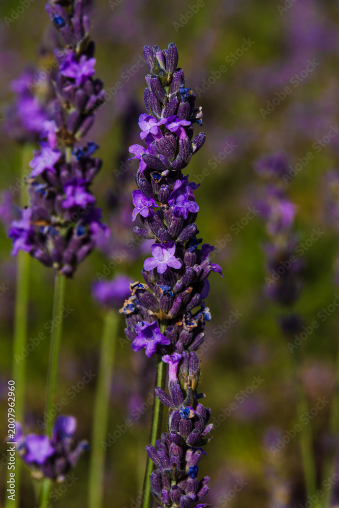 Obraz premium Close-up of blooming lavender flowers with rich purple tones; in some images a bee is visible pollinating, highlighting natural richness and botanical detail.
