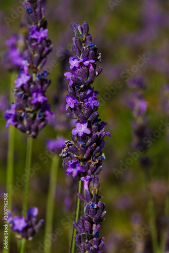 Close-up of blooming lavender flowers with rich purple tones; in some images a bee is visible pollinating, highlighting natural richness and botanical detail.