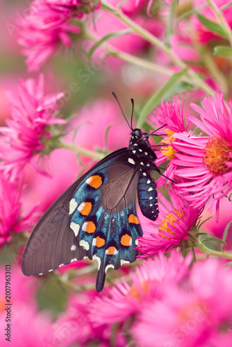 Vászonkép 03004-00808 Pipevine Swallowtail (Battus philenor) on New England Aster (Aster novae-angliae 'Alma Potschke')Marion Co