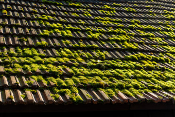 Moss covered roof tiles repeat textured pattern green organic growth weathered clay surface sunlight. Closeup detail aging architecture moisture natural vegetation create contrast rustic structure