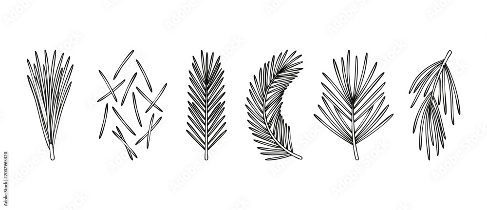Obraz premium Pine tree branch outline set, coniferous needle collection, botanical line art elements, black and white minimalist nature vector graphic for holiday design, winter forest decoration and rustic illust