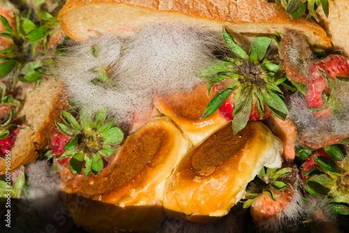 Moldy Food Waste in Close-Up