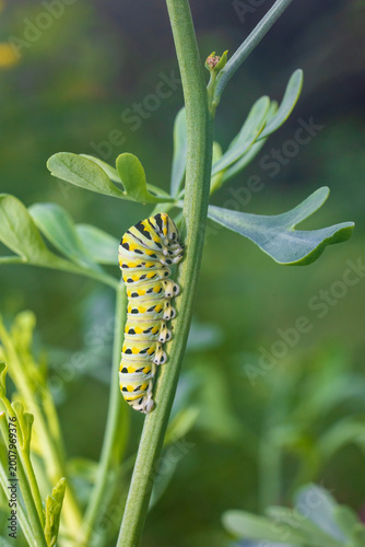 Foto 03009-02213 Black Swallowtail (Papilio polyxenes) caterpillar on Common Rue (Ruta graveolens) Marion Co