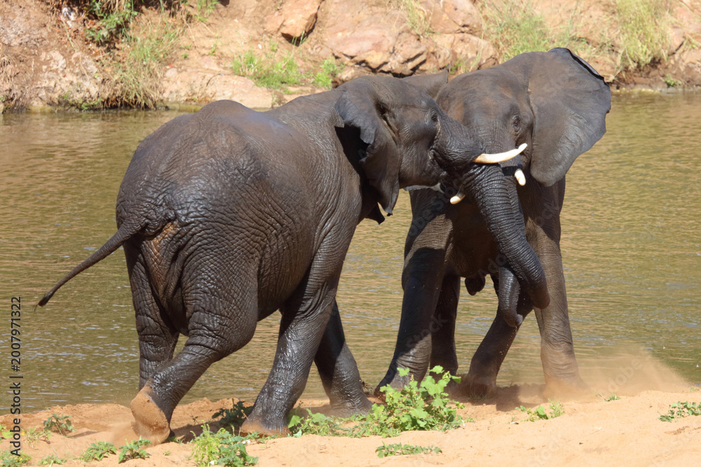 Fototapeta premium Afrikanischer Elefant / African elephant / Loxodonta africana