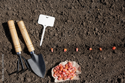 Planting Corn Seeds with Gardening Tools in Fresh Soil
