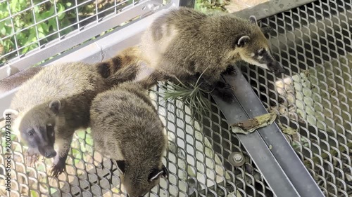 Group of South American coatis, Nasua, in Iguazu National Park, Misiones Province, Argentina.
