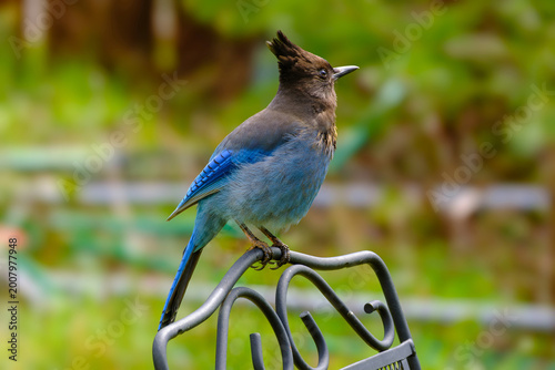 Beautiful Steller's Jay perched on a chair