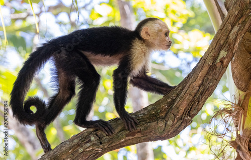 Young white-faced capuchin monkey in Costa Rica. 