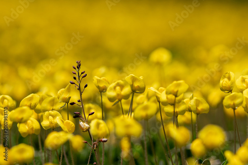 A Sea of Petals
