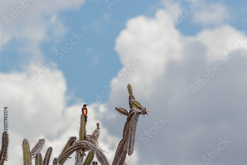 Photography Watcher of the Mandacaru