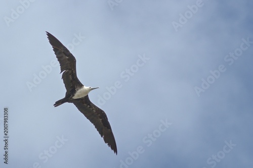 Master of the Coastal Skies
