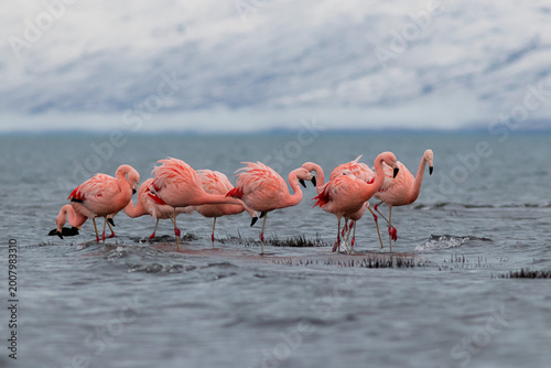 A pink flock